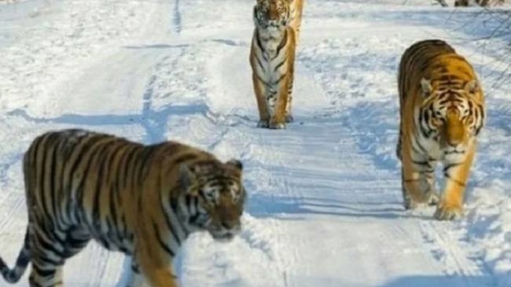 Съели пять собак: тигры оккупировали село в Приморье