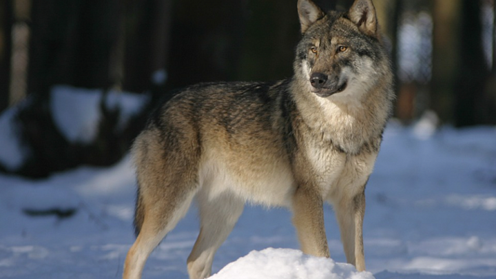 В Забайкалье сняли на видео охоту волка на росомаху