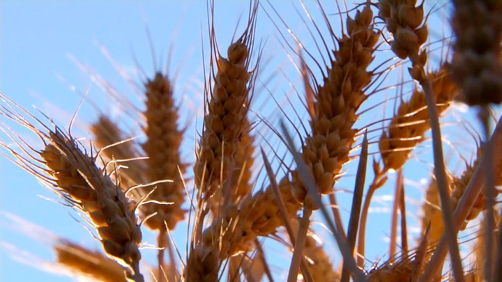 На Ставрополье ведут поиски новых путей для экспорта зерна