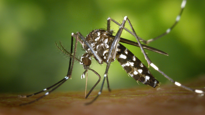 По миру распространяются виды комаров-переносчиков опасных для человека заболеваний. Стоит ли генетикам играть с ними "в бога"?