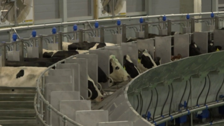 В Ярославской области открыли одну из крупнейших молочных ферм