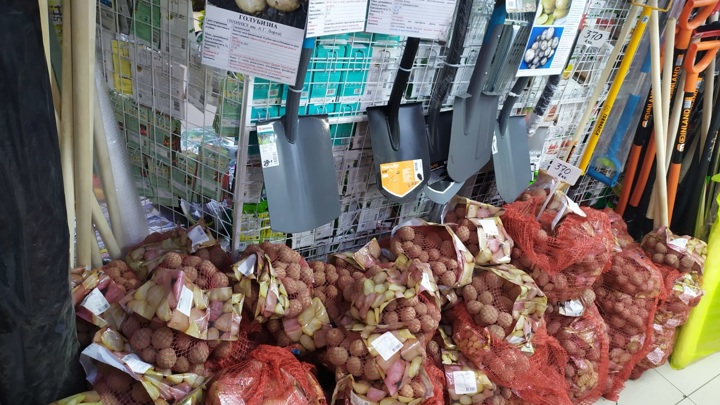 Своя картошка: В Ленинградской области аграрии выращивают семенной картофель в пробирке