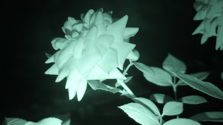 Приборы ночного видения обычно окрашивают любое изображение в оттенки зелёного.