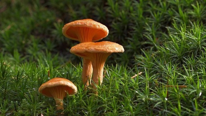 Тринадцать человек скончались от отравления грибами в Индии