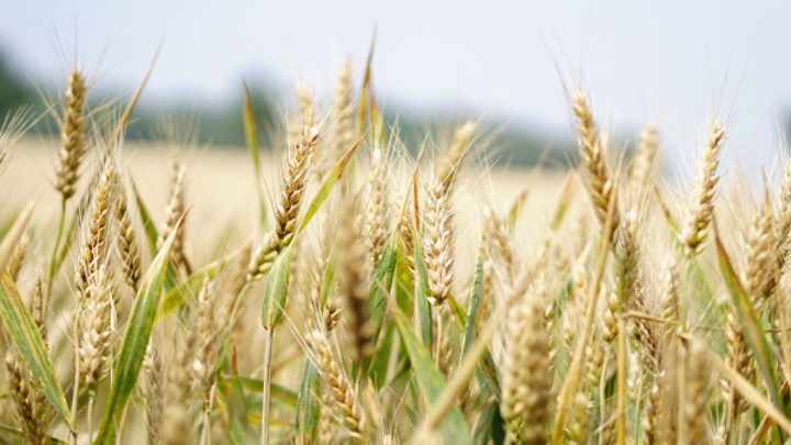 Леонид Холод: в России есть рост производства зерна, и это хорошо
