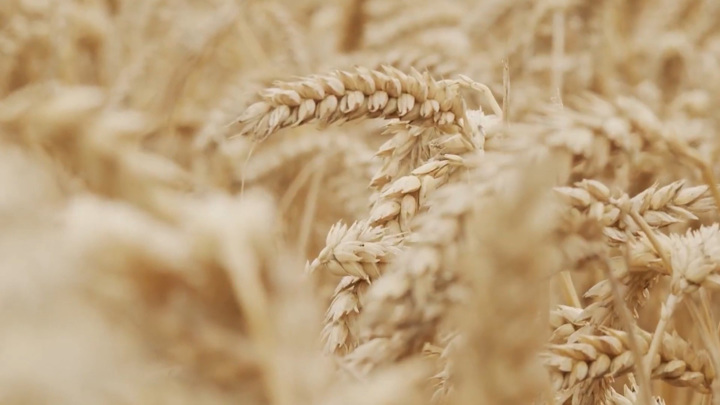 Индия в срочном порядке запретила экспорт пшеницы
