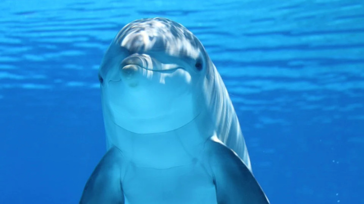В Крыму неизвестная инфекция толкает дельфинов к суициду