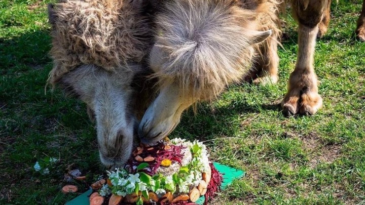 В Красноярске верблюд получил веганский торт на день рождения