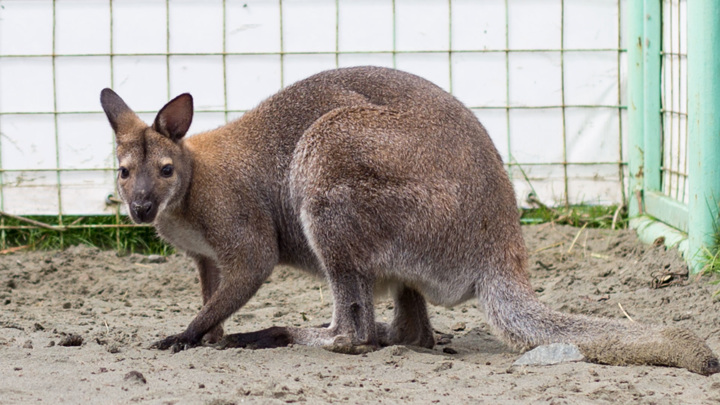 Привет, мир: кенгуренок появился на свет в зоопарке Барнаула