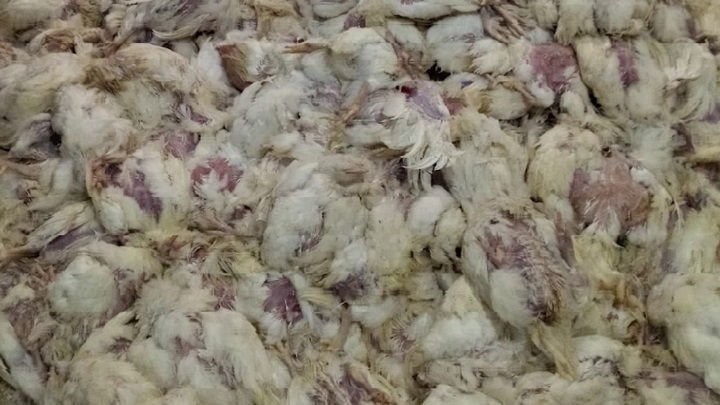 На птицефабрике "Кировградская" в поселке Половинном погибли больше 20 тысяч птиц