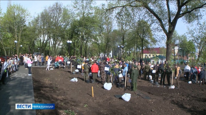 Во Владимире высадили 26 берез в честь павших Героев Советского Союза