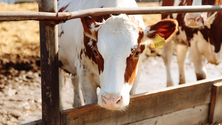 Жителей Орловксой области могли напоить молоком больных коров