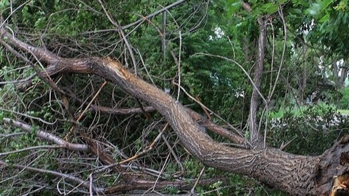 На дорогу в Сочи рухнуло дерево