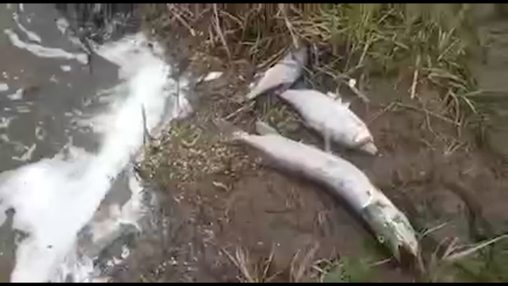 Мертвую рыбу в реке Вихоревке в Братске обнаружили местные жители
