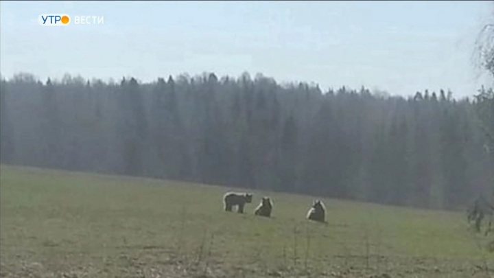 Возле деревни во Владимирской области гуляют медведи