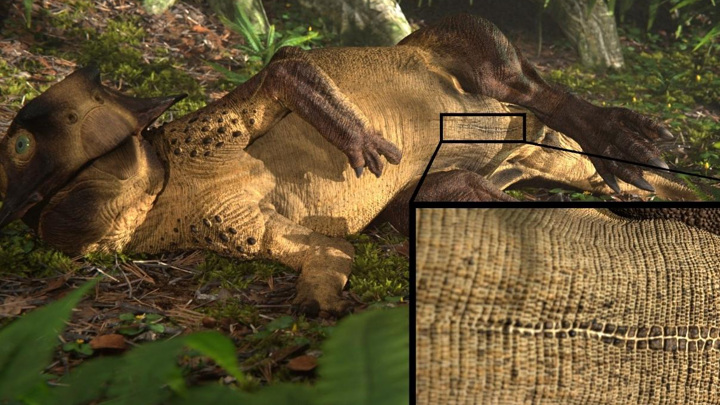 Первый в мире окаменелый "пупок" динозавра найден на музейном экспонате