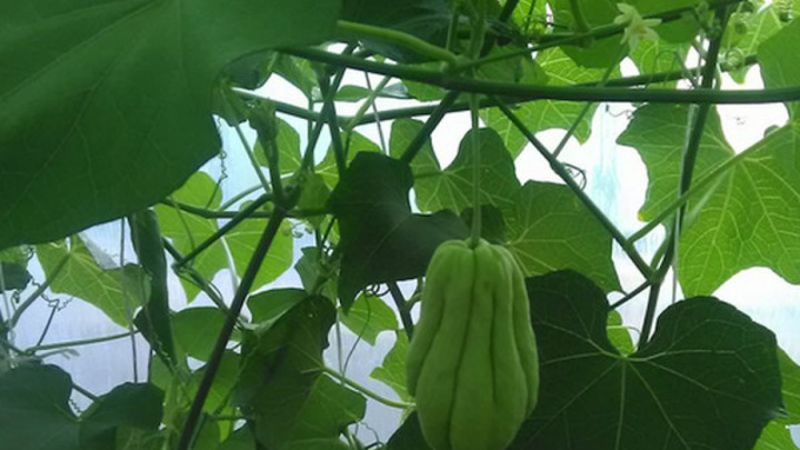 администрация Предгорного округа Ставропольского края администрация Предгорного округа Ставропольского края