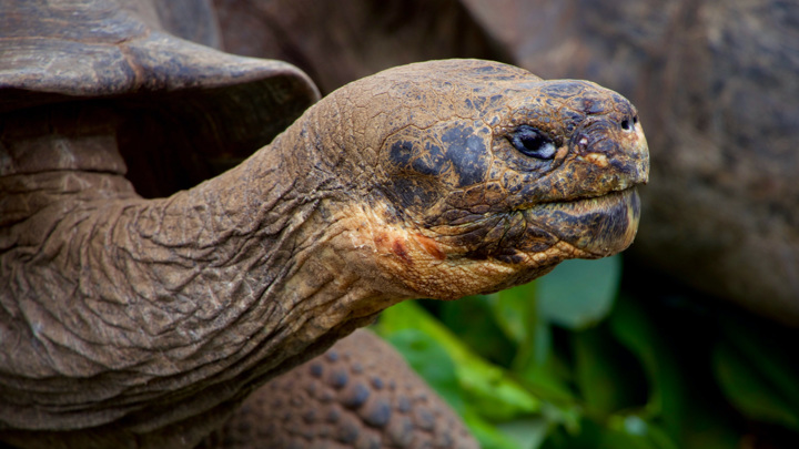 Чем старше черепаха, тем меньше у неё шансов умереть. Почему у людей не так