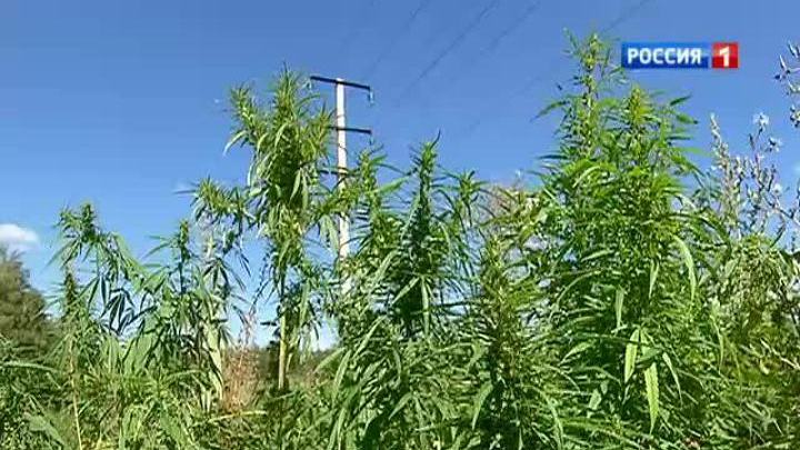 Марихуана в чуйской долине легализация марихуана в калифорнии