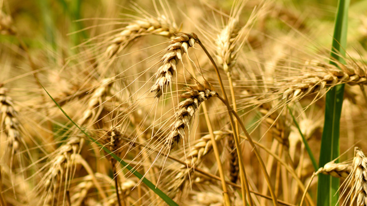 В России к 2 августа собрали 51 млн тонн зерна