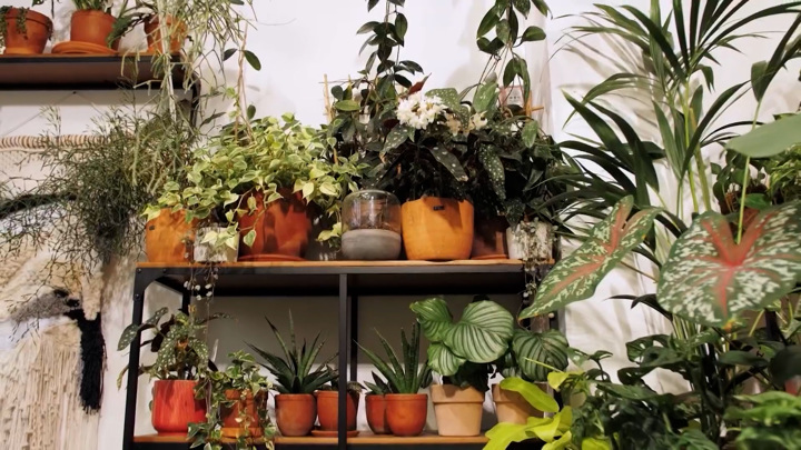 Комнатные растения: как они влияют на наше здоровье