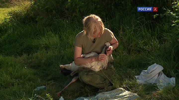 Гдовский район (Псковская область)