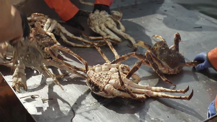 Российские краболовы нашли новый путь и к родным, и к чужим берегам