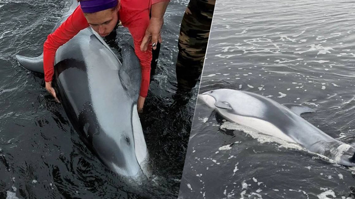 Выброшенного на берег дельфина спасли на Курилах