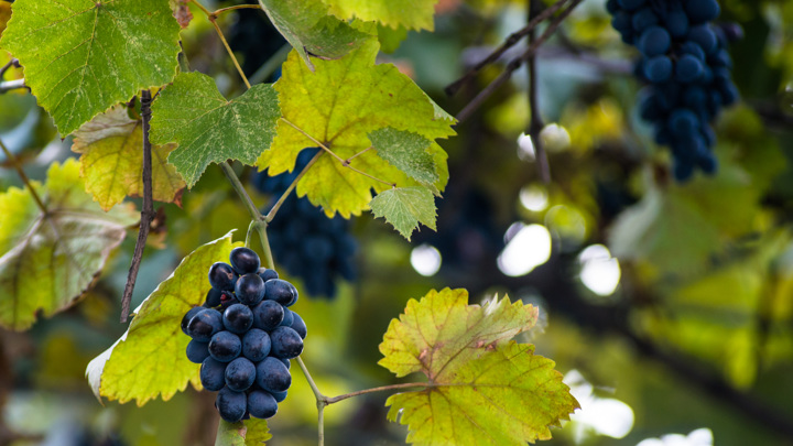 С косточками или без: экперты назвали самый полезный виноград