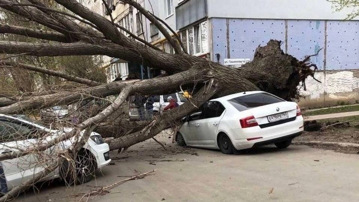 Порыв ветра повалил массивное дерево на две машины в Самаре