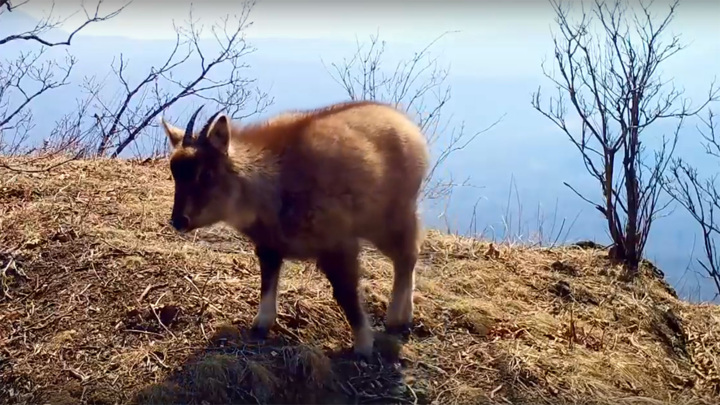 Картинки амурский горал