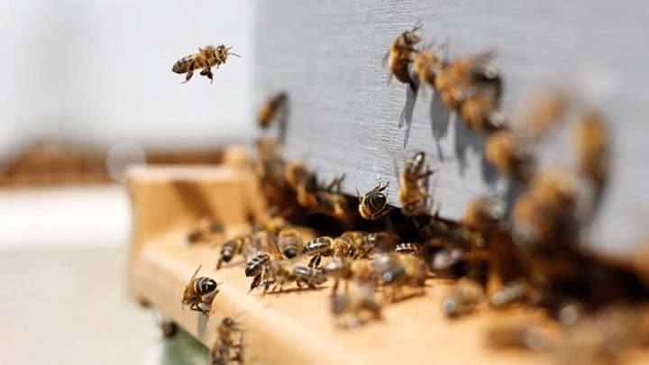 Врачи объяснили, почему не стоит увлекаться лечением пчелами