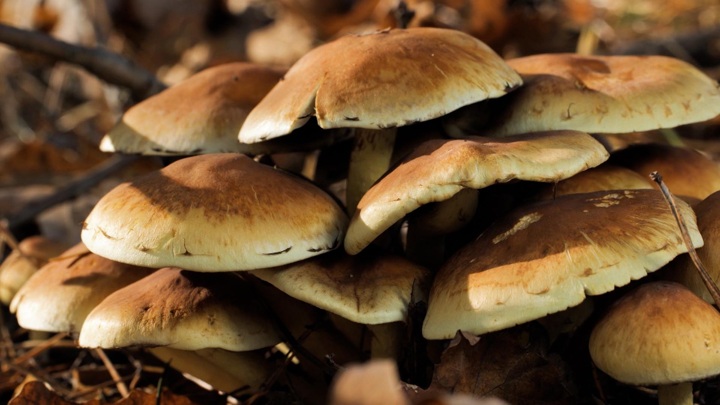Врачи рассказали о пользе грибов в борьбе с раком