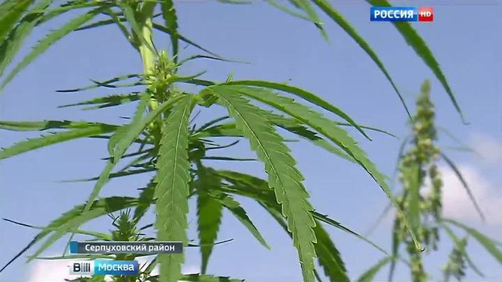 Урожай конопли в россии как узнать пол марихуаны